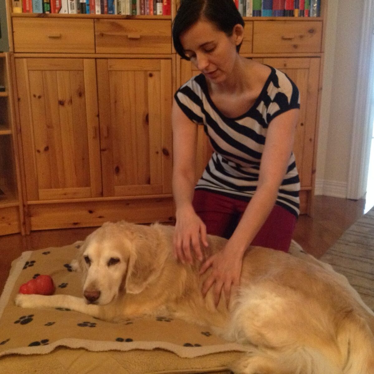 Small Animal Massage Therapy Julie Pet Connect